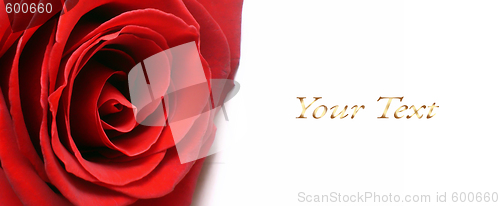 Image of White background with red rose