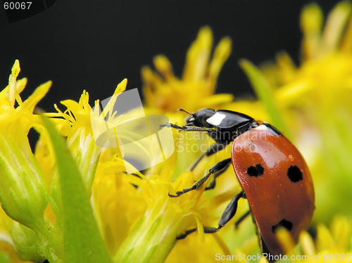 Image of Ladybug