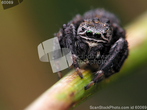 Image of Spider