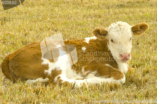 Image of calf