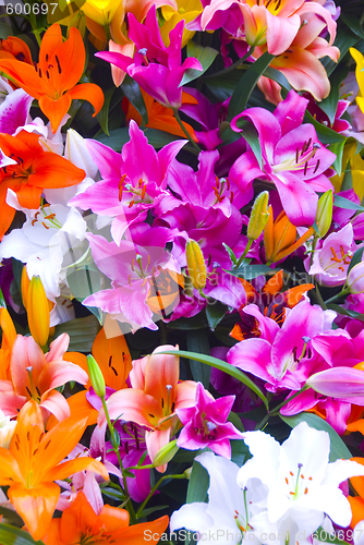 Image of colorful flowers