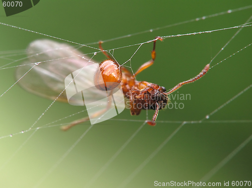 Image of Ant in cobweb