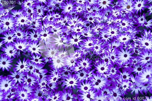 Image of blue flowers