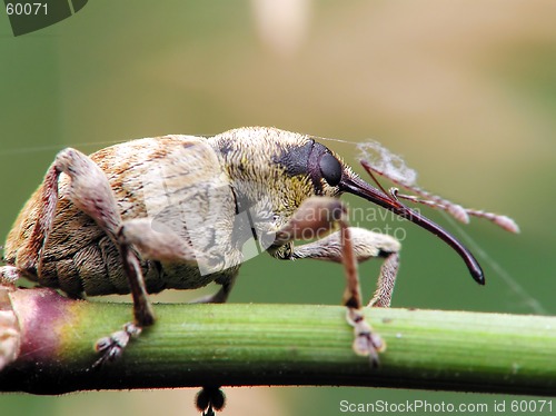 Image of Beetle