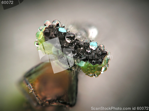 Image of Dragon-fly