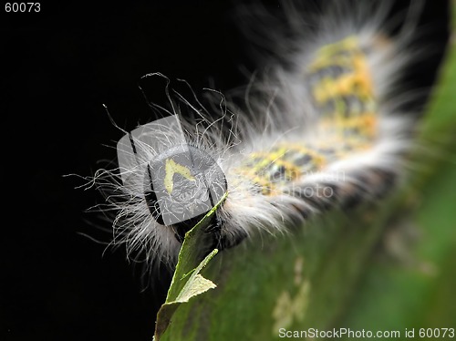 Image of Caterpillar