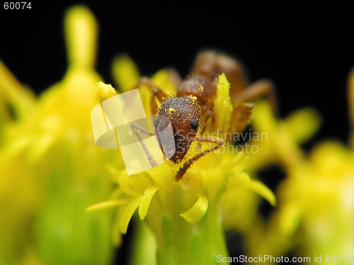 Image of Ant in flower