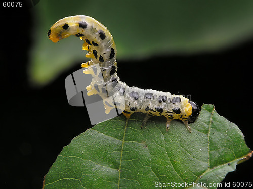 Image of Caterpillar