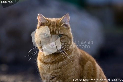 Image of orange tabby