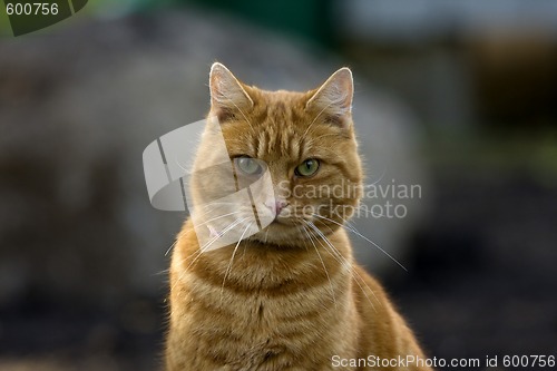 Image of orange tabby