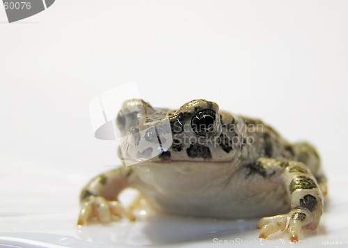 Image of toad