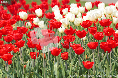 Image of Red and white tulips