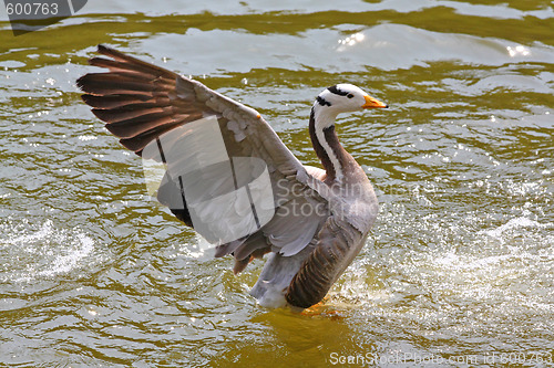 Image of Duck beating it's wings in the water