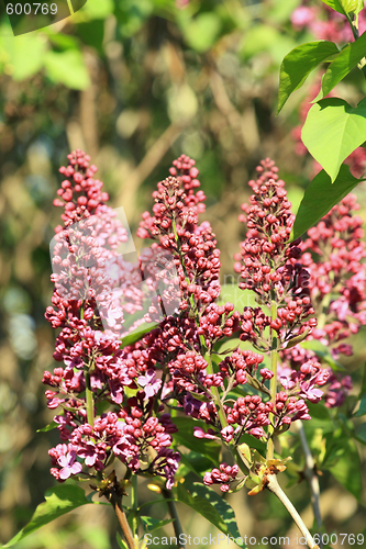 Image of Blooming lilac