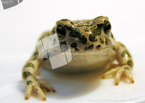 Image of toad