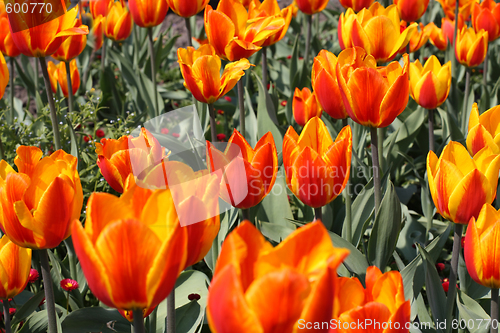 Image of Bright tulips