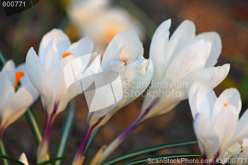 Image of White crocuses