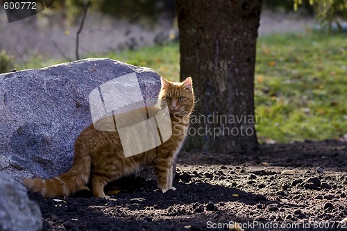 Image of orange tabby