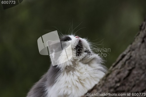 Image of climbing cat