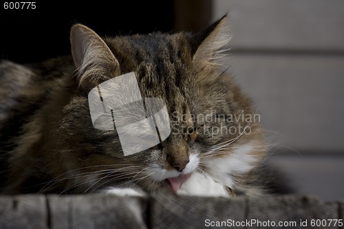 Image of licking cat