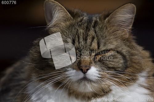 Image of Cats head