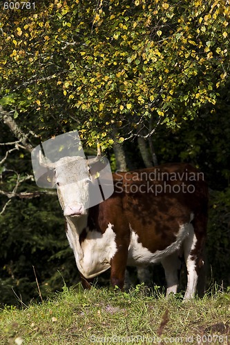 Image of cow