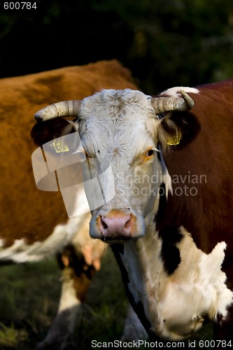 Image of Cows head