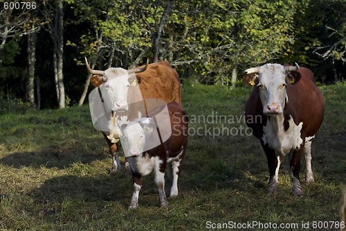 Image of cows