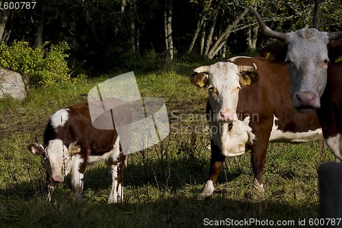 Image of Cows