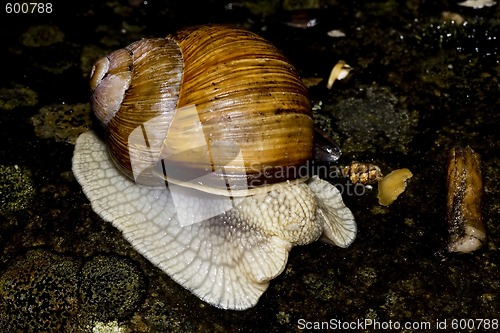 Image of edible snail