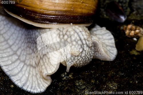 Image of edible snail