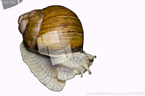 Image of Edible snail