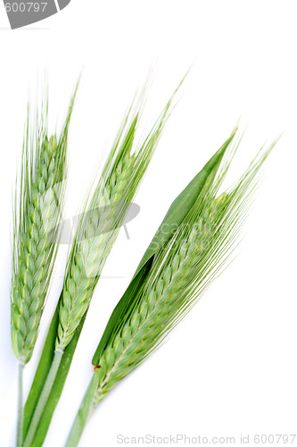 Image of green wheat
