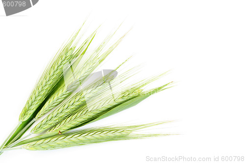 Image of green wheat
