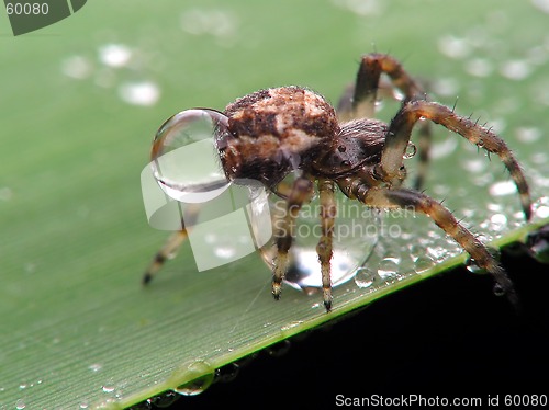 Image of Spider