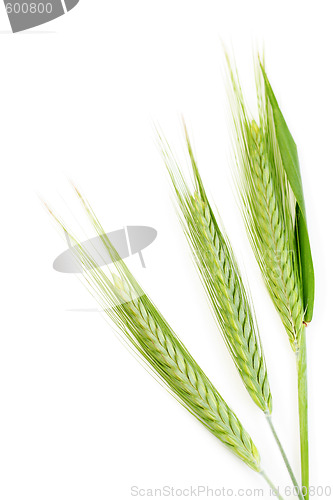 Image of green wheat