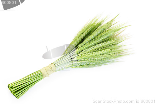 Image of green wheat