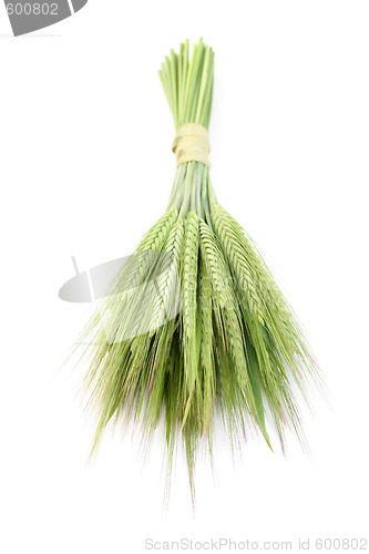 Image of green wheat