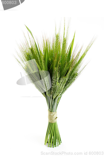 Image of green wheat