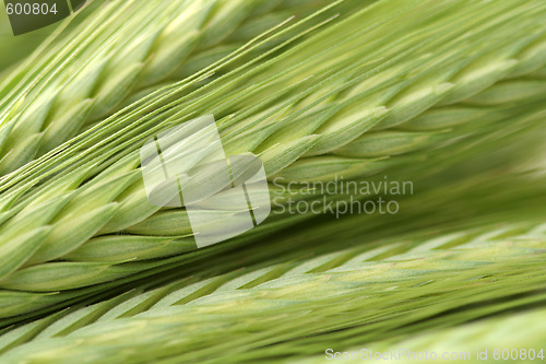 Image of green wheat