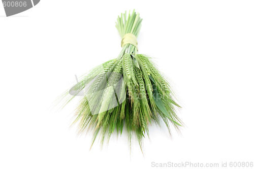 Image of green wheat