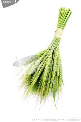Image of green wheat
