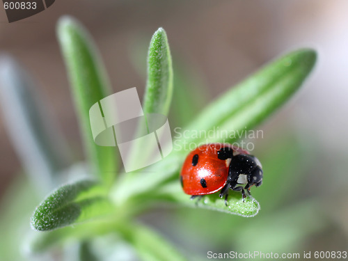 Image of seven-spot ladybird