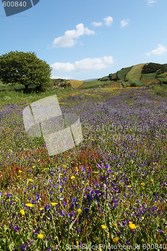 Image of Field of flowers vertical