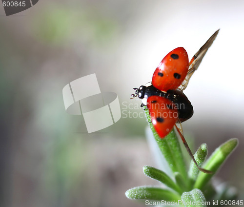 Image of Ladybird Coccinella septempunctata taking off