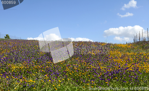 Image of Field of flowers