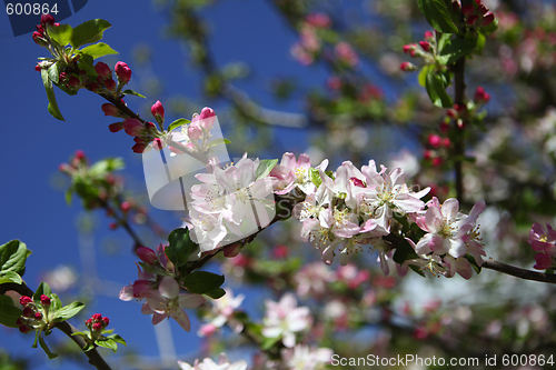 Image of Greek apple tree in blossom
