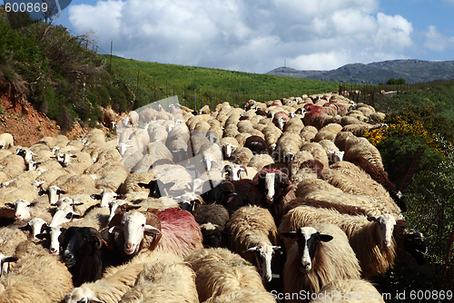 Image of Sheep on the move