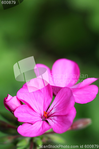 Image of Geranium Pelargonium x hortorum