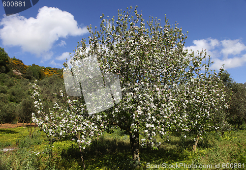 Image of Greek cherry tree in Crete